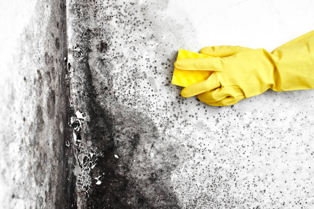 Best Residential Mold Removal  in Milliken, CO