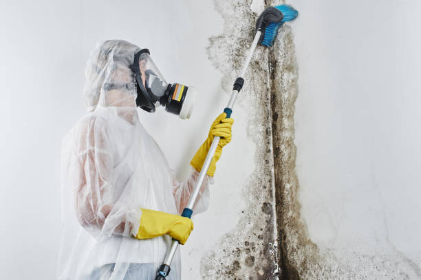 Professional Mold Removal in Milliken, CO