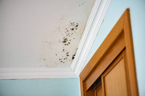 Certified Mold Removal in Milliken, CO