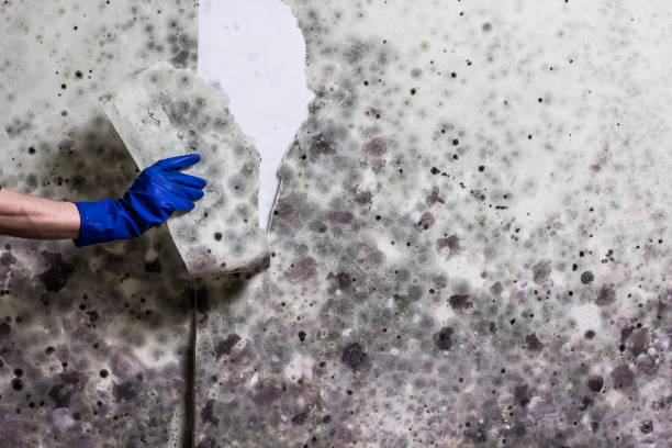 Best Crawl Space Mold Removal  in Milliken, CO