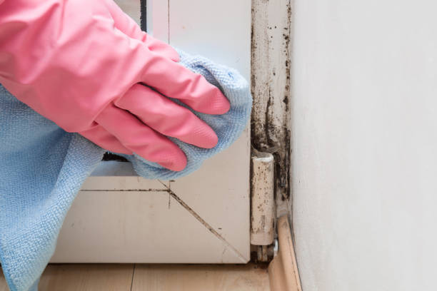 Best Certified Mold Removal  in Milliken, CO